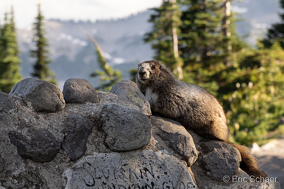Paradise Area-Mount Rainier Washington