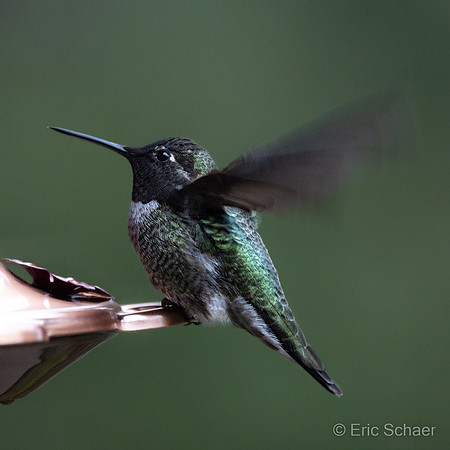 Anna's Hummingbird- Bellevue WA.