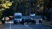Free-roaming Plains Bison- Yellowston National Park Wyoming