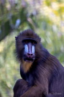 Mandrill Monkey: San Diego Zoo- San Diego California