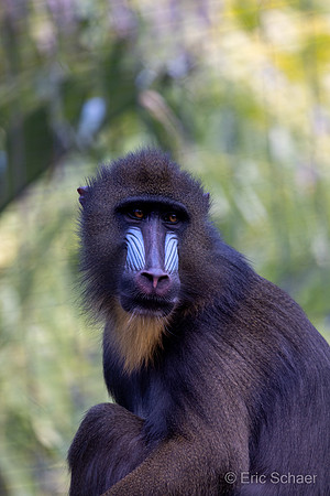 Mandrill Monkey: San Diego Zoo- San Diego California