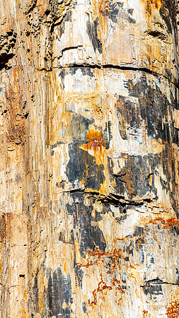 2020 Yellowstone Petrified Tree Abstract-2717