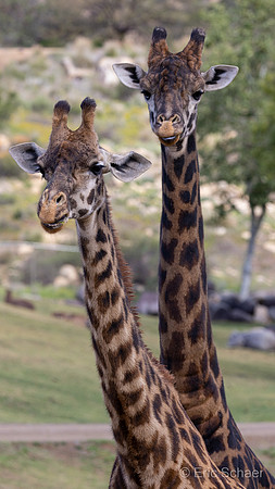 Giraffs: San Diego Zoo Safari Park-  Escandido California