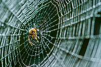 Morning Due Spider Web