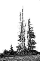 Black and White-0599