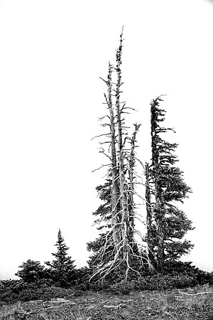 Black and White-0599