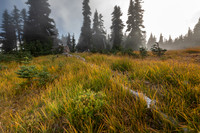 Washington- Hurricane Ridge Meadow