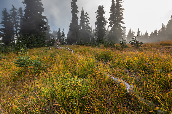 Washington- Hurricane Ridge Meadow