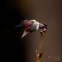 Bellevue WA: Anna's Hummingbird