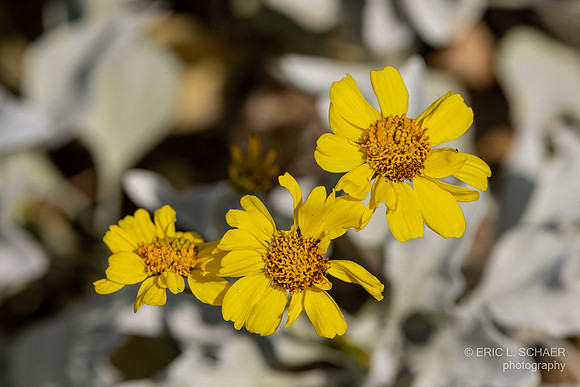 January: Dune Sunflower: Palm Desert Calif. - Randal Henderson Hike