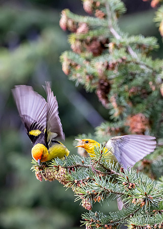 Western Tanagers- Wenatchee Washington