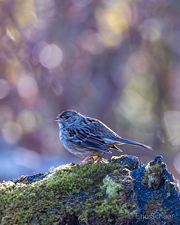 Sparrow- Bellevue Washington