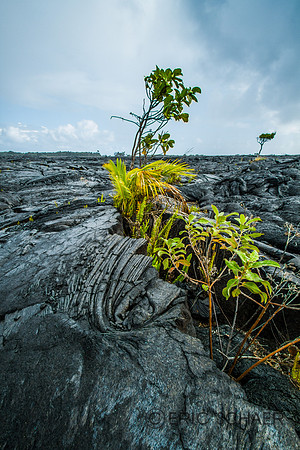 Hawaii Lava-0291