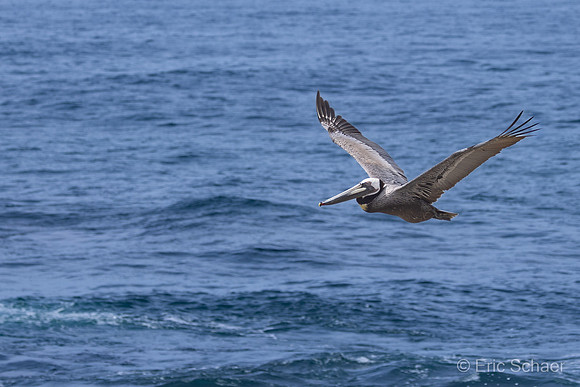 Pelican- La Jolla California