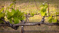 Manucci / Wild Coyote Winery