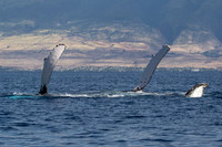 Auau Channel, Humpback Whale Pair, Maui Hi