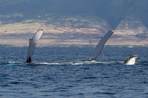 Auau Channel, Humpback Whale Pair, Maui Hi