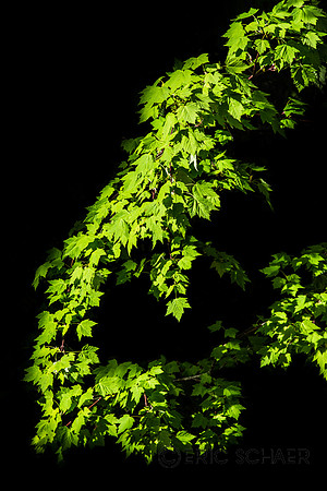 Green Leaves-Lake Easton WA