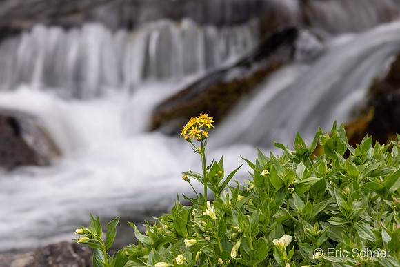 Paradise Area-Mount Rainier Washington
