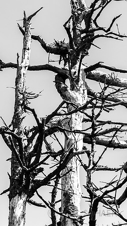 Black and White-4430