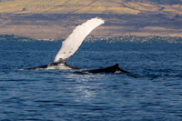 Auau Channel, Humpback Whale, Maui Hi