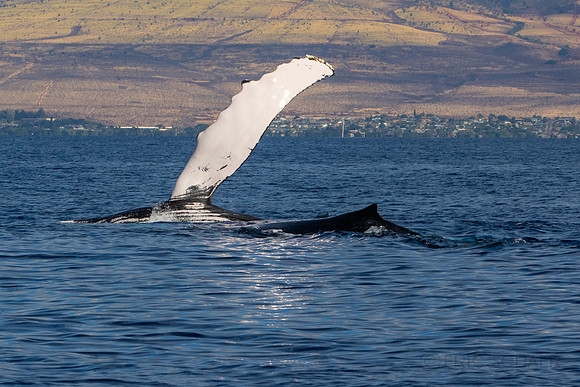 Auau Channel, Humpback Whale, Maui Hi