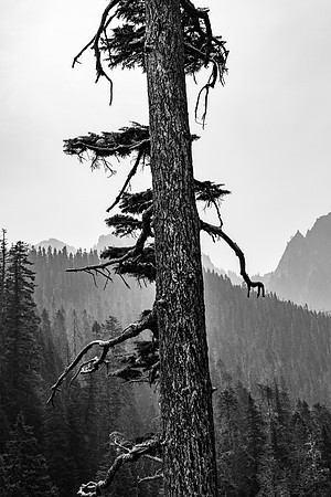 Black and White-0529