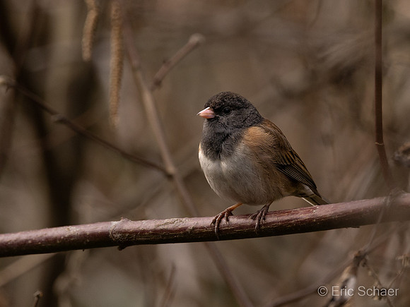 Adult male Dark-eyed Junko: Bellevue WA.