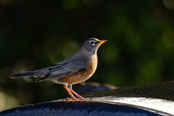 American Robin