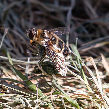 Closeup of a honey bee in the grass, Seattle WA