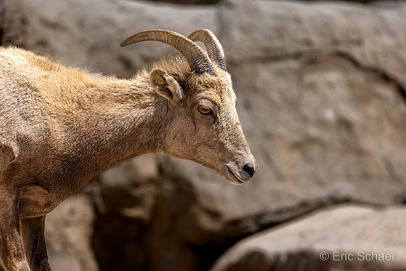 San Diego Zoo Safari Park-  Escondido California