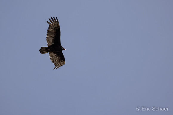 Turkey Buzzard- Paso Robles California