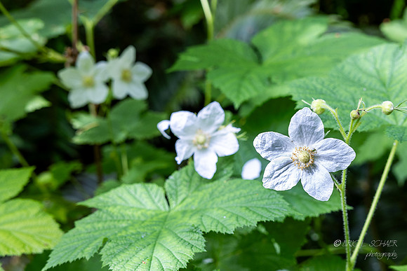 Thimbleberry flowers