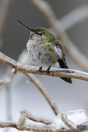 Anna's Hummingbird- Bellevue WA.
