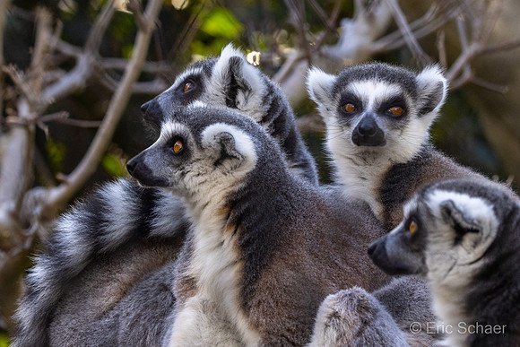 Lemurs- San Diego Zoo- San Diego California