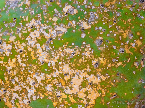 Surface of Cactus- Old Town- San Diego California
