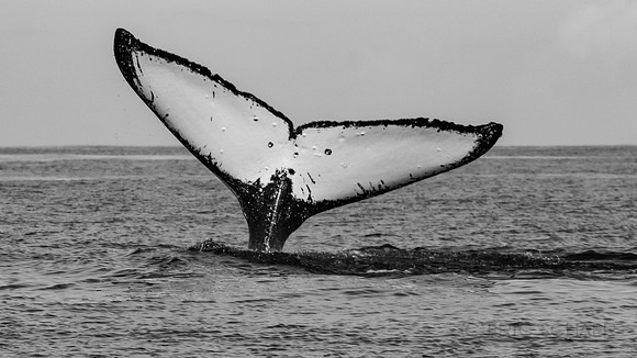 Auau Channel, Humpback Whale, Maui Hi