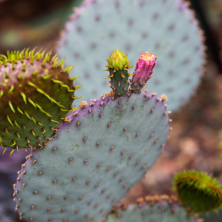 Cactus, Botanic Gardens Chicago IL
