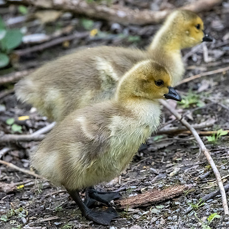 Canadian Goose Chicks- Seattle Washington