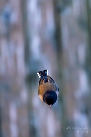 Dark-eyed Junco- In a dive