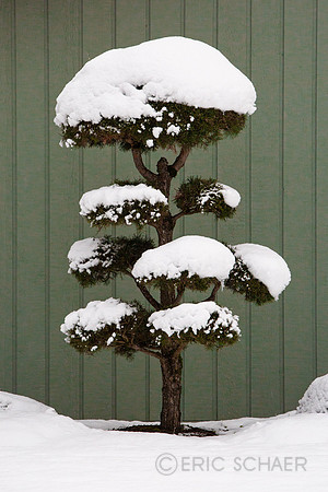 Landscape Tree, Bellevue WA