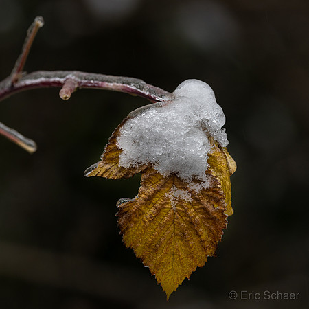 Leaf in winter: Bellevue Washington