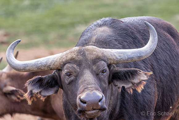 Cape Buffalo: San Diego Zoo Safari Park-  Escondido California