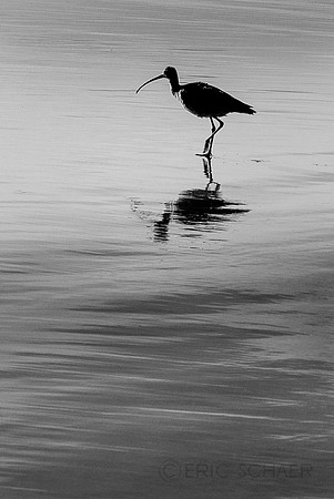 Black and White-0946