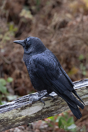 American Crow- Yachats Oregon