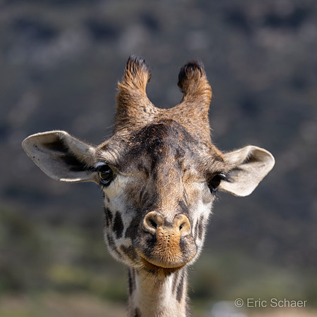 Giraffe: San Diego Zoo Safari Park-  Escondido California