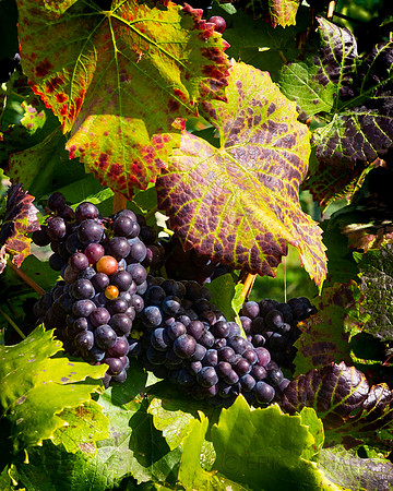 Vineyard, Chelan WA Grapes