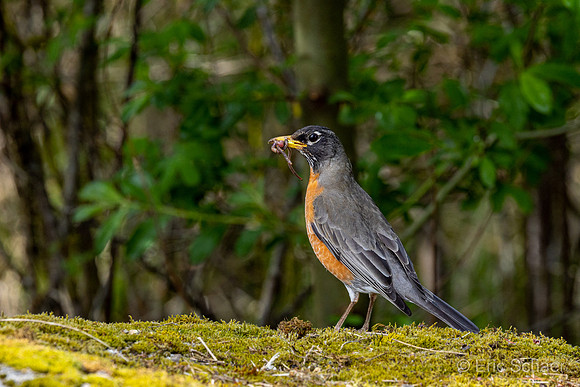 American Robin- Bellevue Washington
