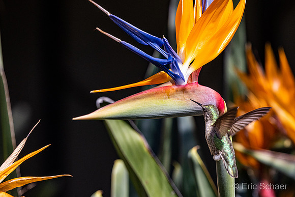 San Diego Zoo Safari Park-  Escondido California