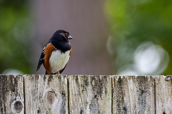 Spotted Towhee- Bellevue Washington